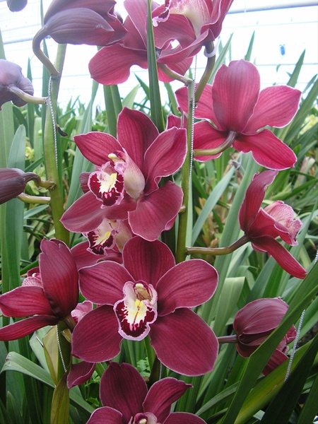 31 orquidea vinho Cymbidium Sierra Flower Finder