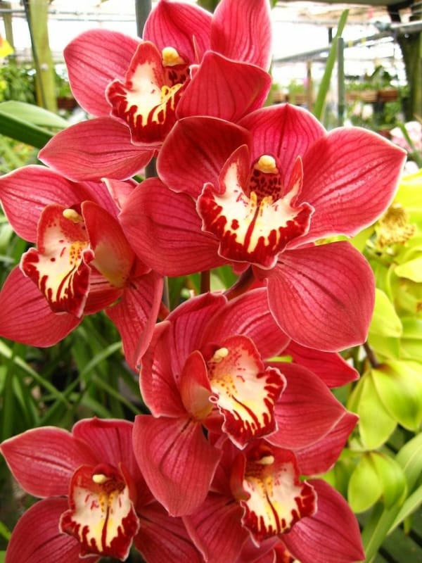32 orquidea Cymbidium vermelha Pinterest 1