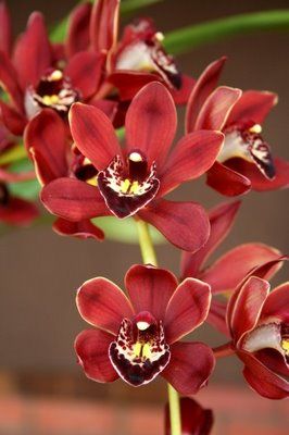 34 especie de orquidea vermelha Cymbidium Pinterest