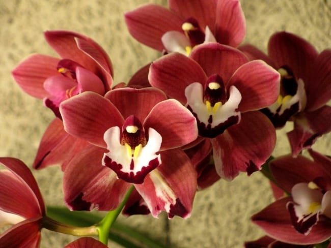 35 orquidea avermelhada Fine Art Ameriac