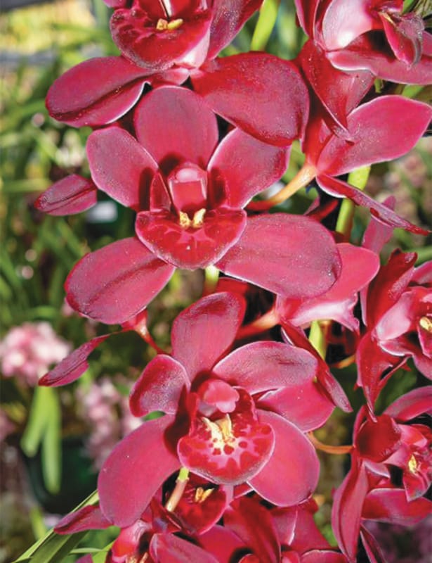 38 orquidea Cymbidium Tesselaar