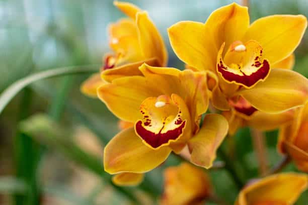 39 orquidea amarela especie Cymbidium iStock