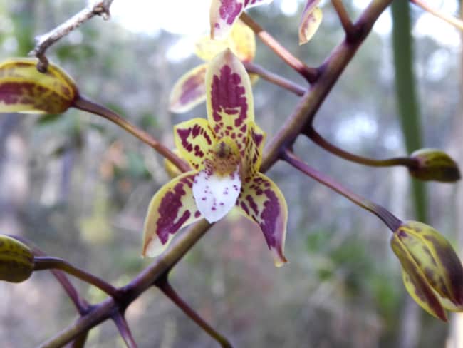 4 orquidea da especie Cybidium BioDiversity4All