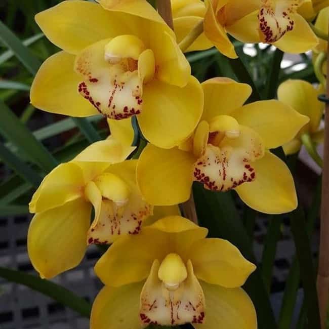40 orquidea amarela Cymbidium Flower Moxie