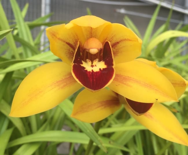 41 orquidea Cymbidium amarela Orchid Insanity