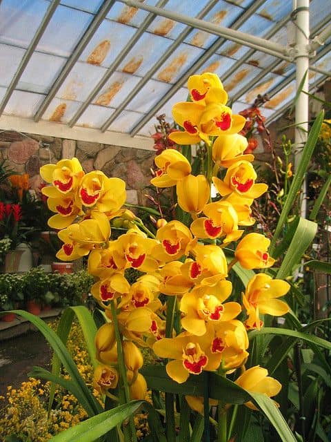 42 orquidea Cymbidium amarela Pinterest
