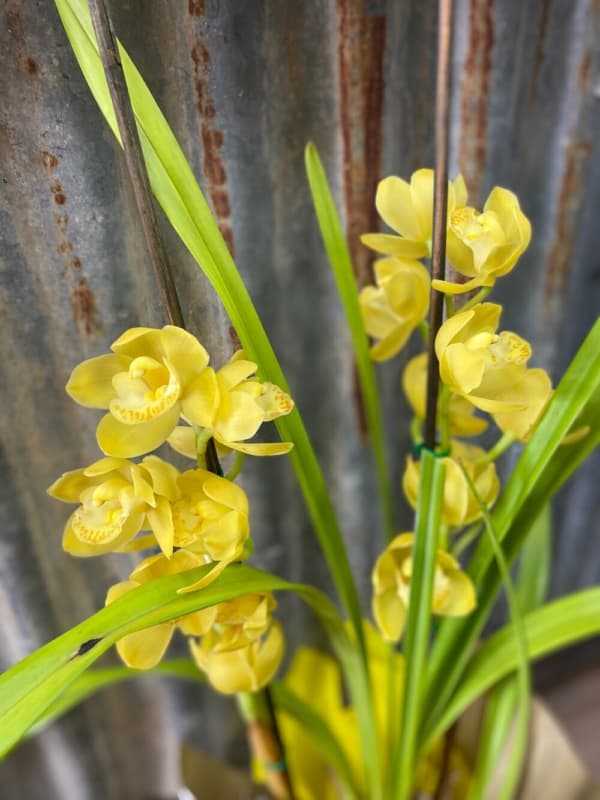 45 orquidea de flores amarelas Gatton Florist and Gifts
