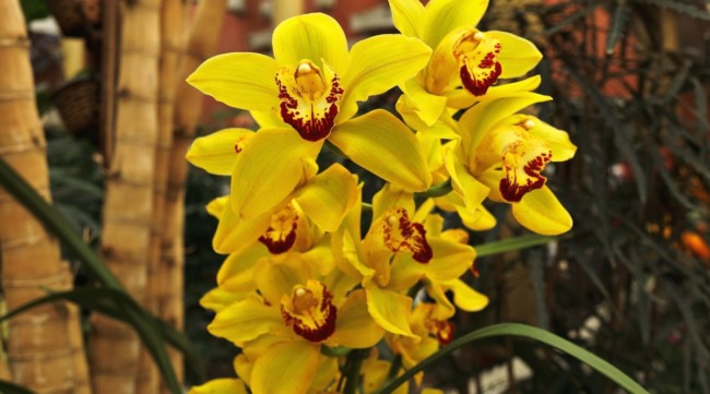 46 orquidea amarelo intenso All About Gardening