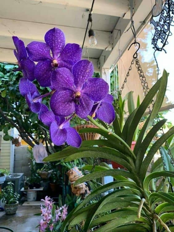 47 orquidea vanda roxa Pinterest