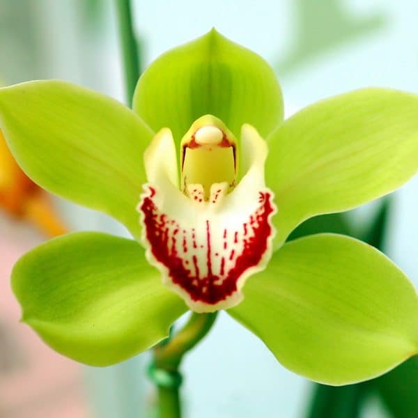 47 tipo de orquidea verde Luda Flower Salon