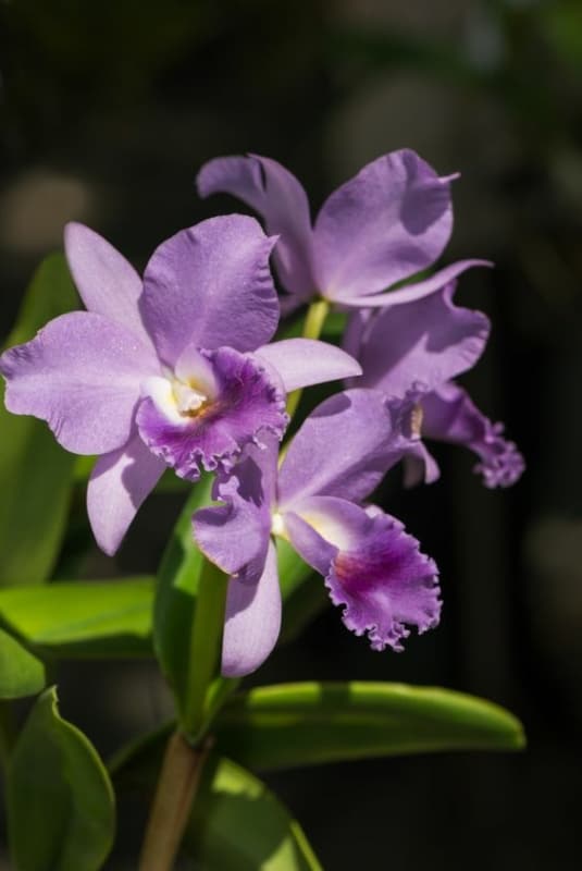 48 orquidea cattleya roxa Freepik