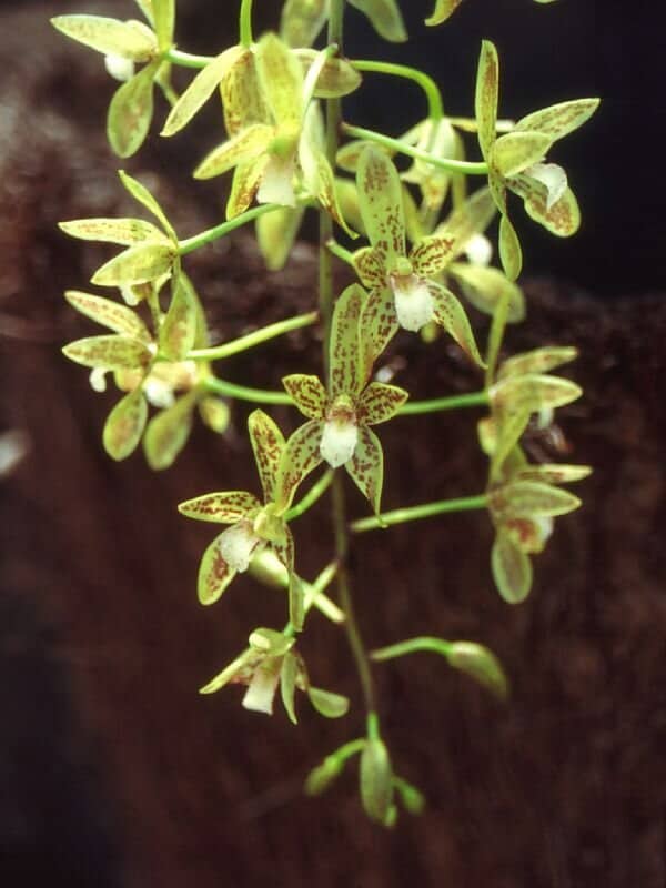 48 orquidea pequena e verde Cymbidium Orchid Society of Victoria