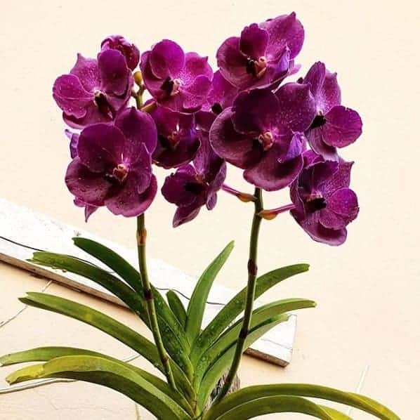 49 orquidea cor roxa Pinterest