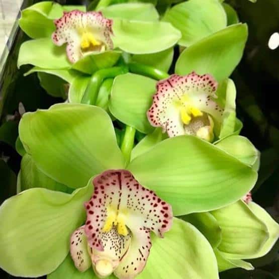 49 orquidea de flores verdes Flower Moxie