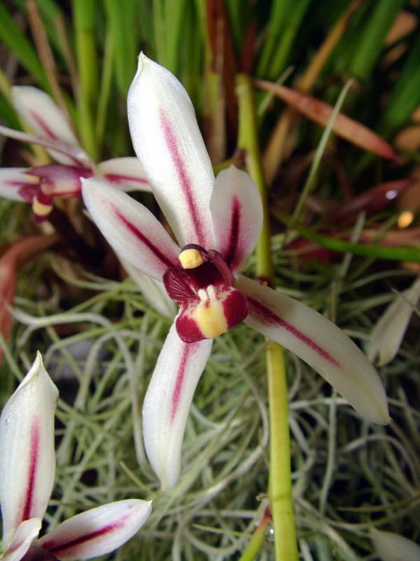 5 orquidea Cymbidium dayanum Wikipedia
