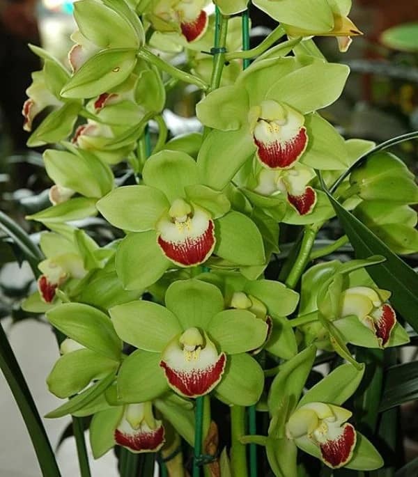 50 orquidea Cymbidium com flores verdes Emporio das Orquideas