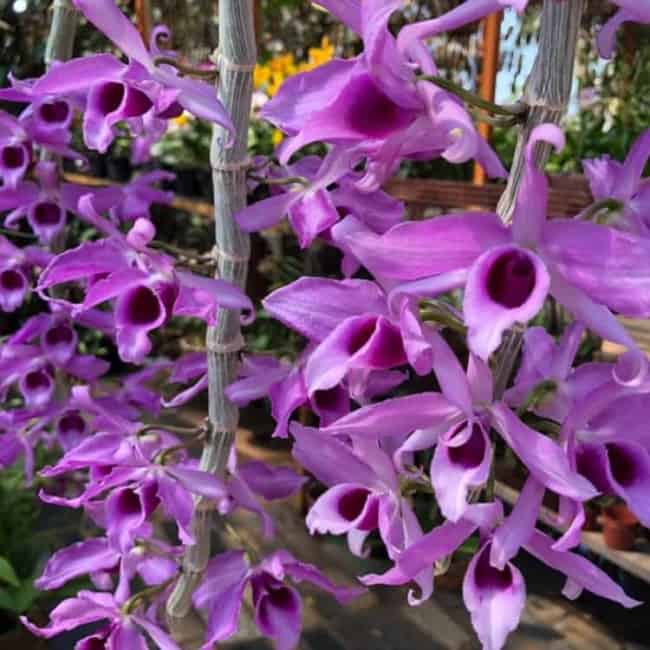 50 orquidea roxa Dendrobium Pinterest