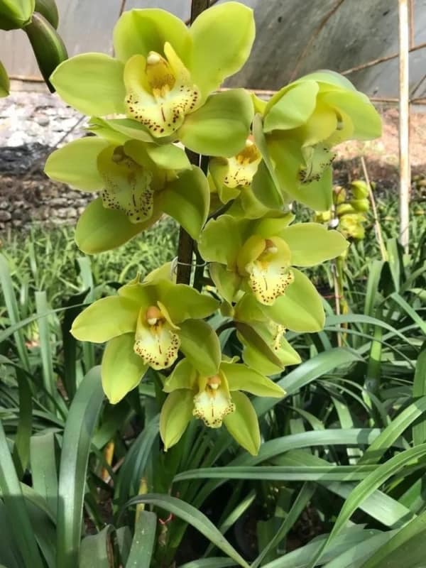51 tipo de orquidea verde IndiaMART