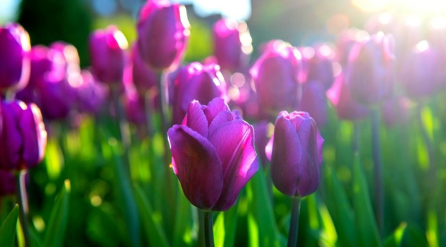 51 tulipa roxa All About Gardening