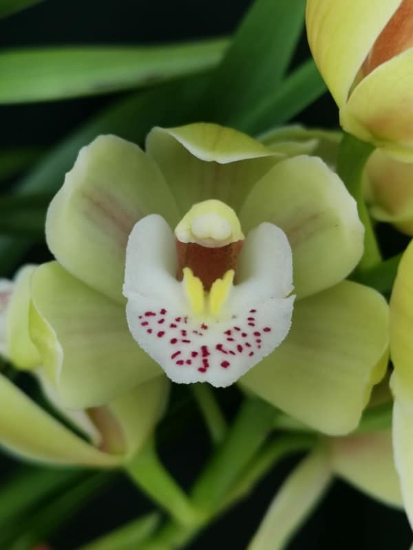 52 orquidea verde claro Tropical Orchids Portugal