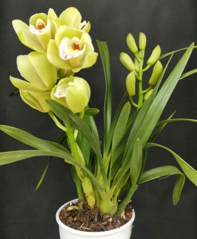 53 orquidea com flor verde Tropical Orchids Portugal