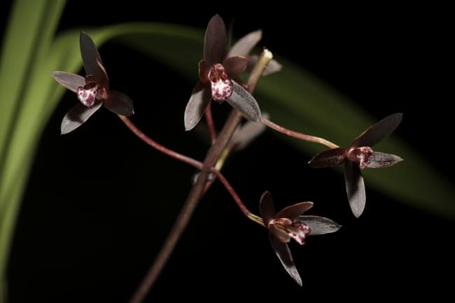54 orquidea Cymbidium marrom Wikipedia