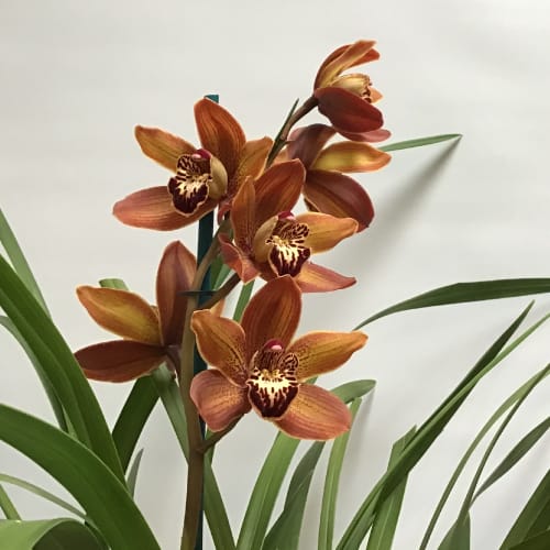 55 flor de orquidea marrom Town Country Gardens