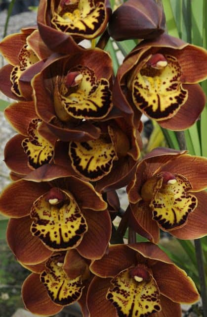 56 orquidea Cymbidium marrom Pinterest