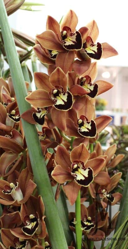 57 flor de orquidea marrom Pinterest