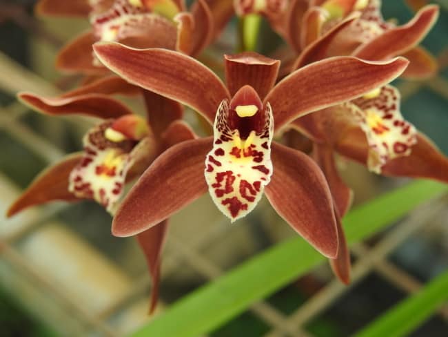 58 flor de orquidea Cymbidium Pinterest