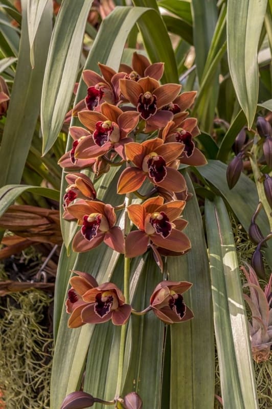 59 tipo de orquidea marrom Pinterest