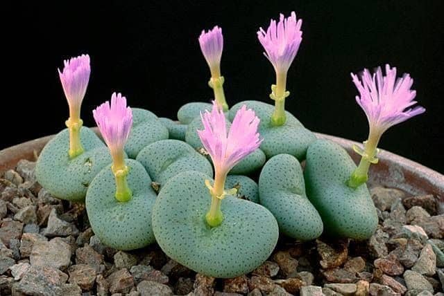 6 suculenta rara com flor Conophytum subglobosum Pinterest