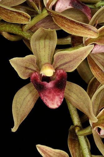 7 especie de orquidea Cymbidium devonianum Orchids Wiki