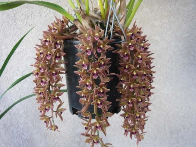 8 especie de orquidea delicada Orquideas Encanto e paixao