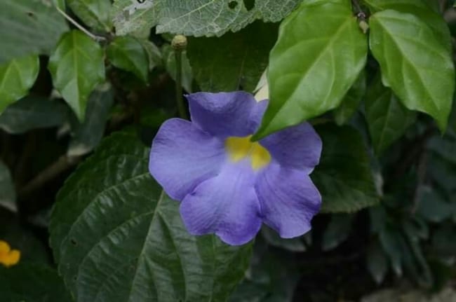 8 flor delicada de Alamanda Pinterest