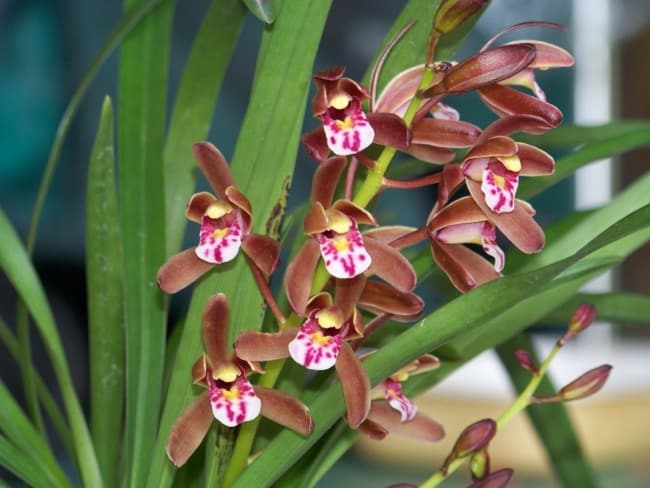 9 tipo de orquidea Cymbidium Pinterest