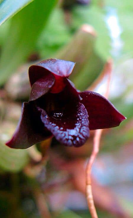 orquídea negra