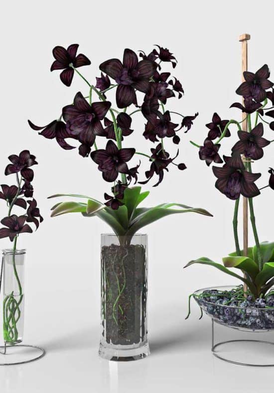 orquídea negra
