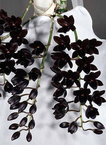 orquídea escura