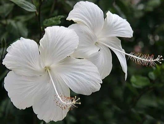 hibisco branco