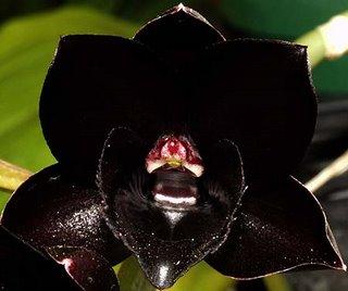 orquídea escura