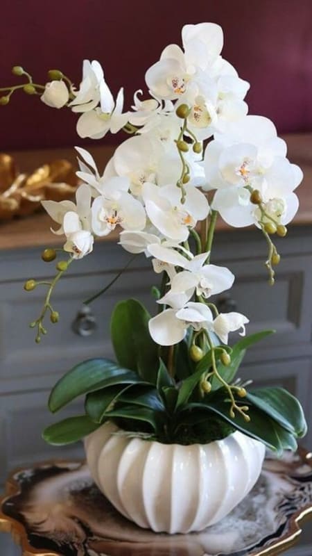 bela orquidea branca