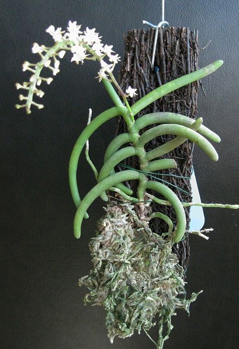 cultivo de planta epifita