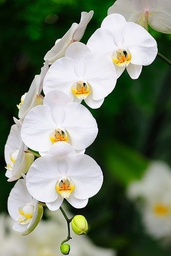 destaque orquidea branca