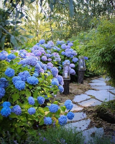 flor azul linda