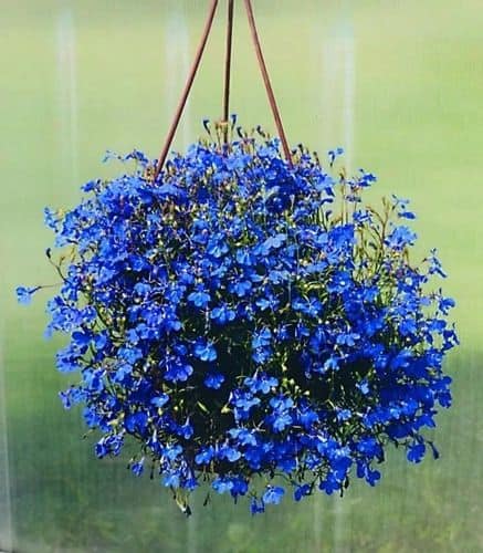 flor azul lobelia