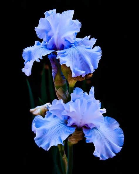 iris azul como plantar