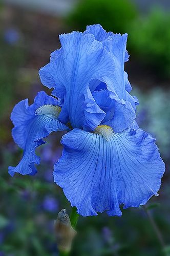 iris azul delicada