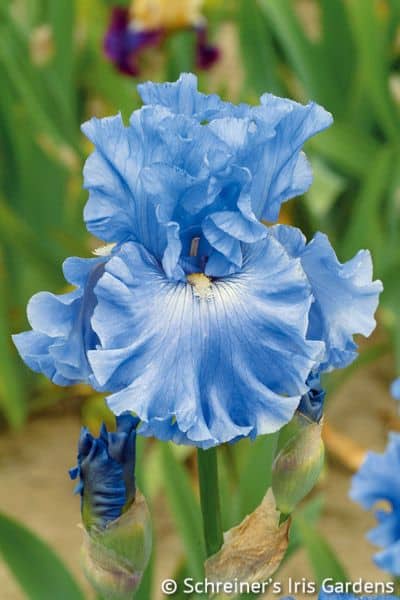 iris azul simples