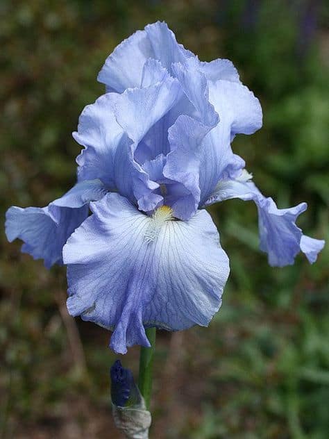 linda iris azul